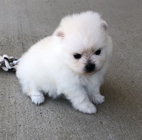 Male and female Pomeranian puppies Image eClassifieds4u