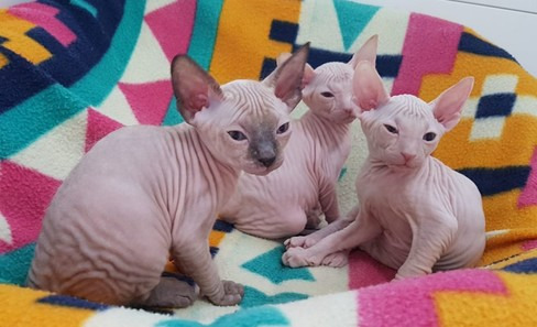 Male and Female Sphynx Kittens Available Now. Image eClassifieds4u