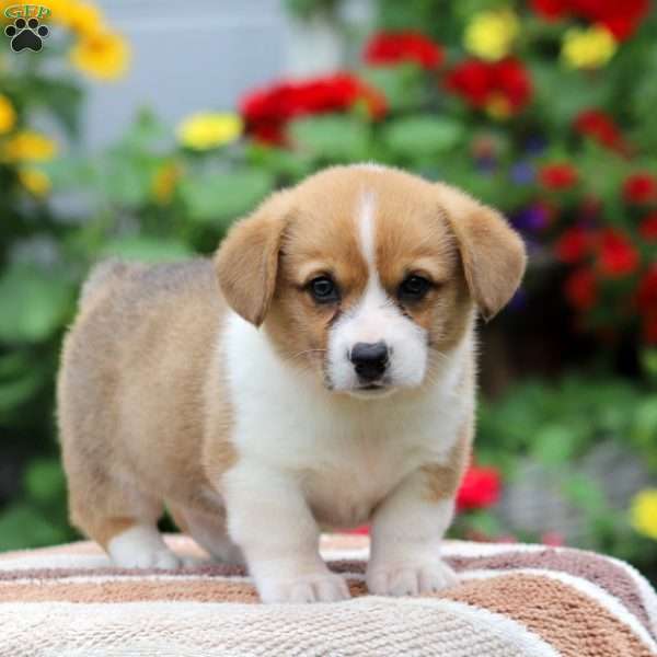 Pembroke Welsh Corgi Puppies Image eClassifieds4u