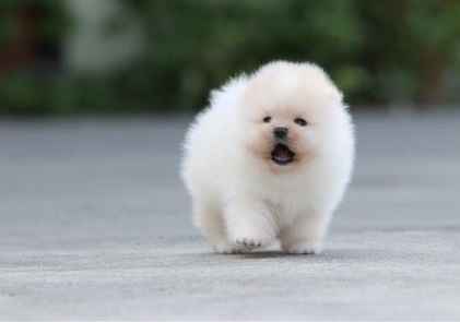 Pomeranian Puppies For Adoption Image eClassifieds4u