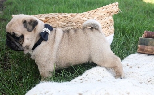 Pug Puppies for adoption Image eClassifieds4u