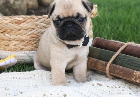 Pug Puppies for adoption Image eClassifieds4u