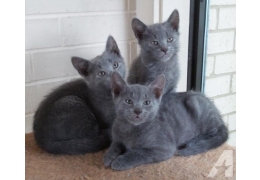 Russian Blue kittens Image eClassifieds4u
