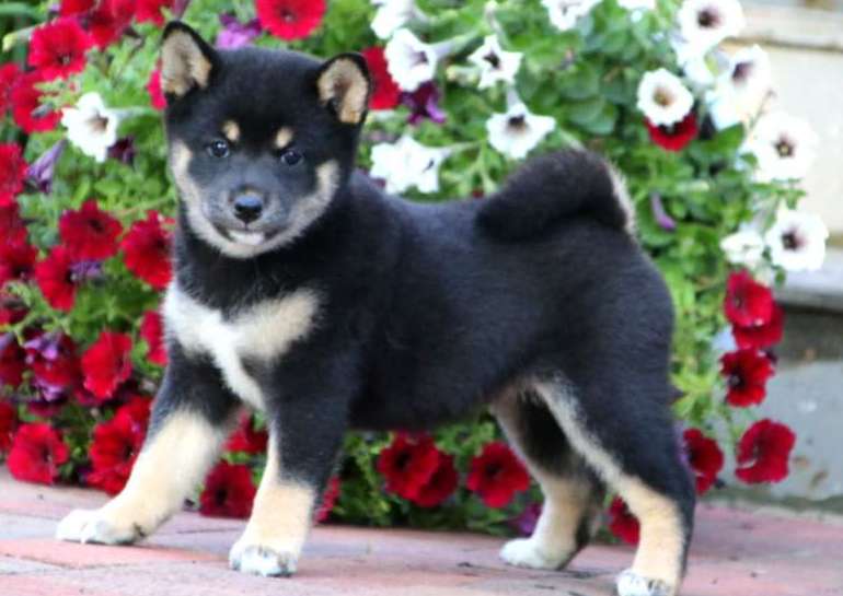 Shiba inu puppies for adoption Image eClassifieds4u