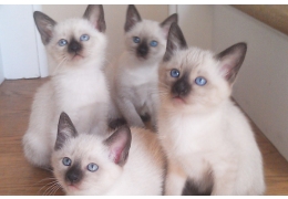 Siamese Kittens ready now Image eClassifieds4u