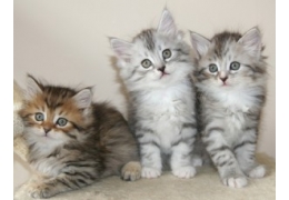Siberian kittens Image eClassifieds4u