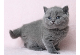 Vet checked British Short Hair kittens Image eClassifieds4u