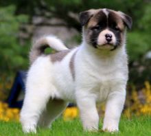 Akita puppies