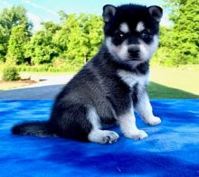 Alaskan klee kai puppies