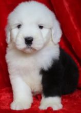 Old English Sheepdog puppies