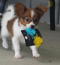 Papillon Puppies with ckc registration papers