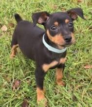 playful Miniature Pinscher puppies.