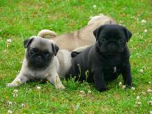 Pug Puppies