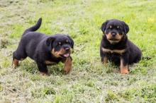 Rottweiler Puppies