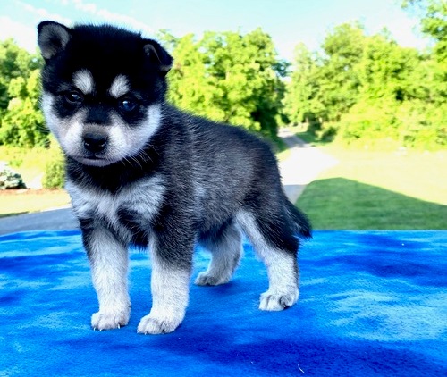Alaskan klee kai puppies Image eClassifieds4u