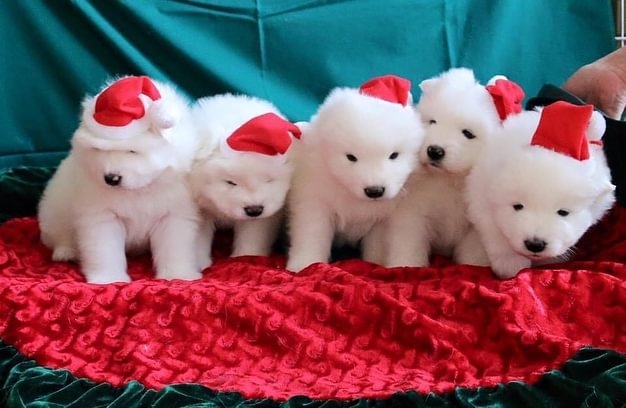 Awesome Samoyed Puppies Available For adoption Image eClassifieds4u