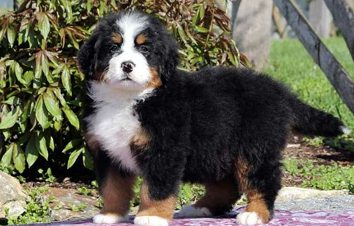 Bernese Mountain Dog puppies Image eClassifieds4u