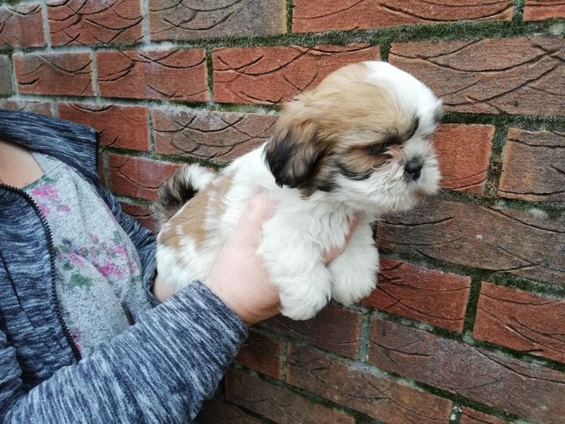 Lhasa Apso puppies ready now Image eClassifieds4u