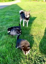 Alaskan klee kai puppies Image eClassifieds4u 3
