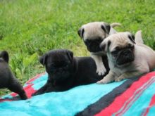 Pug Puppies Image eClassifieds4u 2