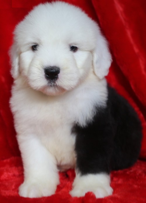Old English Sheepdog puppies Image eClassifieds4u