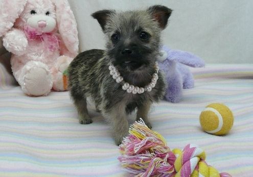 Soft and fluffy Cairn Terrier puppies Image eClassifieds4u