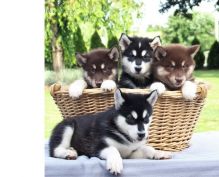 Alaskan Malamute Puppies