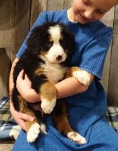 Bernese Mountain Dog puppies