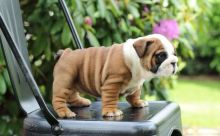 English Bulldog Puppies