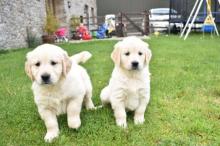 Golden Retriever Puppies