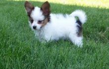 Papillon Puppies