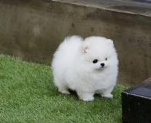 Pomeranian puppies