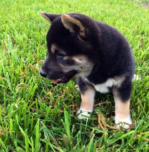 Ckc Shiba Inu Puppies For Adoption Image eClassifieds4u