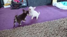Tiny Chihuahua Puppies for adoption Image eClassifieds4u 1