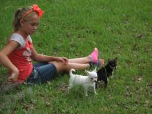 Tiny Chihuahua Puppies for adoption Image eClassifieds4u