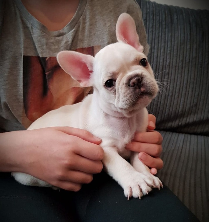 Cute French bulldog puppies for sale Image eClassifieds4u