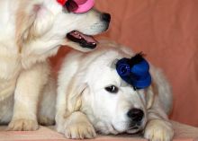 Beautiful Golden Retriever males and female :)