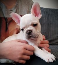 Beautiful litter of french bulldog puppies