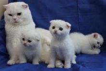 Cute white Fluffy Scottish fold kittens ready
