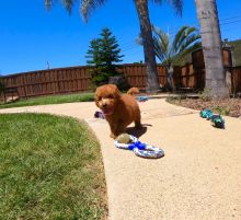 Excellent Brown Poodle puppies avaialable