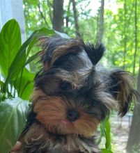 Looking to re-home our Yorkshire Yorkie