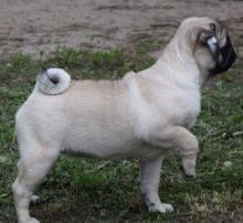 male and female pug puppies NEW HOME:)