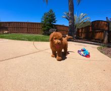 Poodle puppies ready for adoption