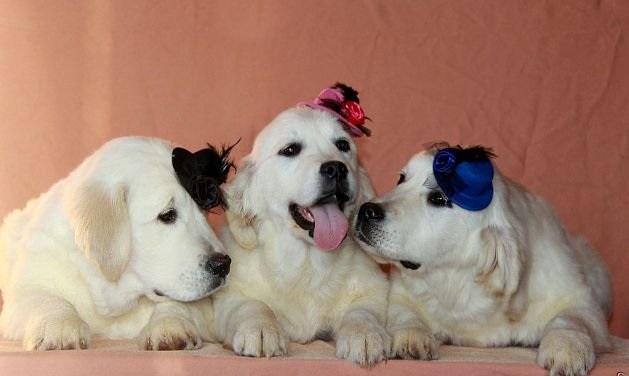 Beautiful Golden Retriever males and female :) Image eClassifieds4u