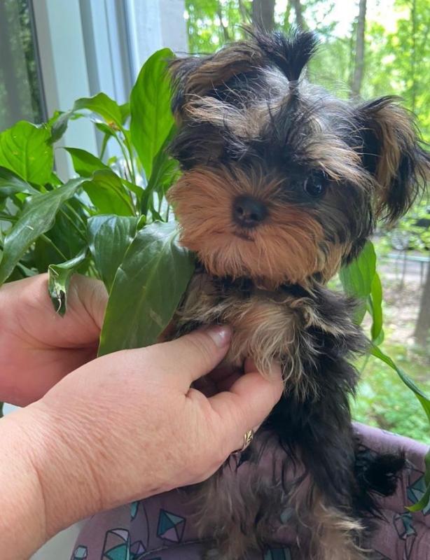 Looking to re-home our Yorkshire Yorkie Image eClassifieds4u