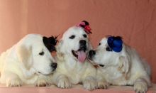Beautiful Golden Retriever males and female :) Image eClassifieds4u 2