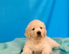 Beautiful Golden Retriever males and female :) Image eClassifieds4u 3