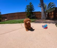 Excellent Brown Poodle puppies avaialable Image eClassifieds4u 2