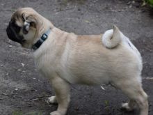 male and female pug puppies NEW HOME:) Image eClassifieds4u 2