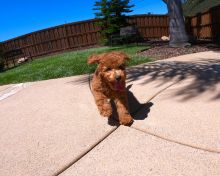 Poodle puppies ready for adoption Image eClassifieds4u 2